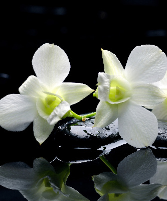 Roller blind Orchids