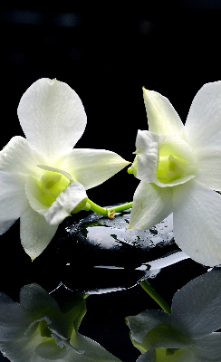 Roller blind Orchids