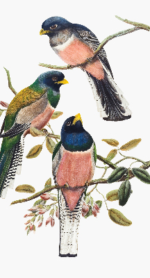 Window blind Birds on branches